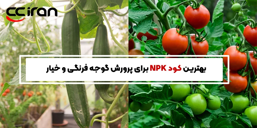 بهترین کود برای پرورش گوجه فرنگی